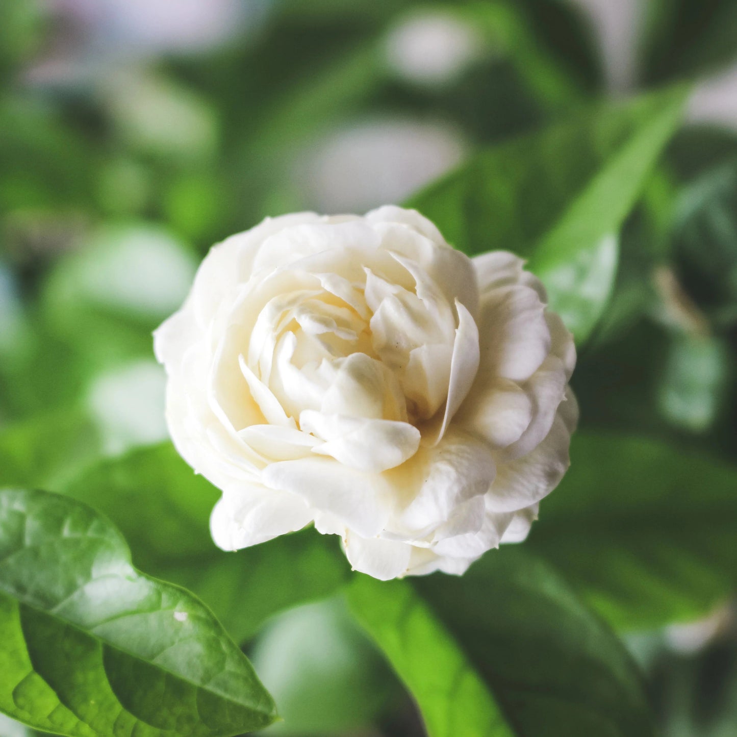 Arabian Jasmine 100 Seeds with Fertilizer