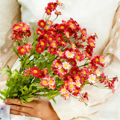 Multicolor Shasta Daisy Flower