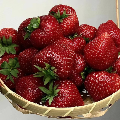 Black strawberry "Shinku no Misuzu" Seeds