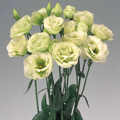 100 Eustoma Flower Seeds