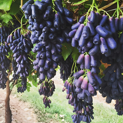 Sweet Sapphire Grapes Seeds