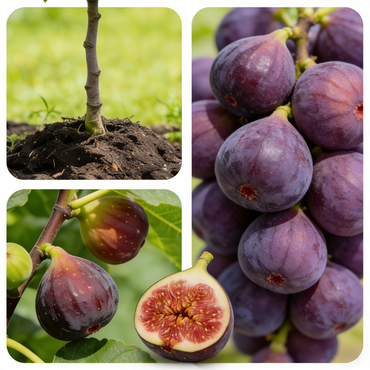 200 Organic Non-GMO Fig Tree Seeds