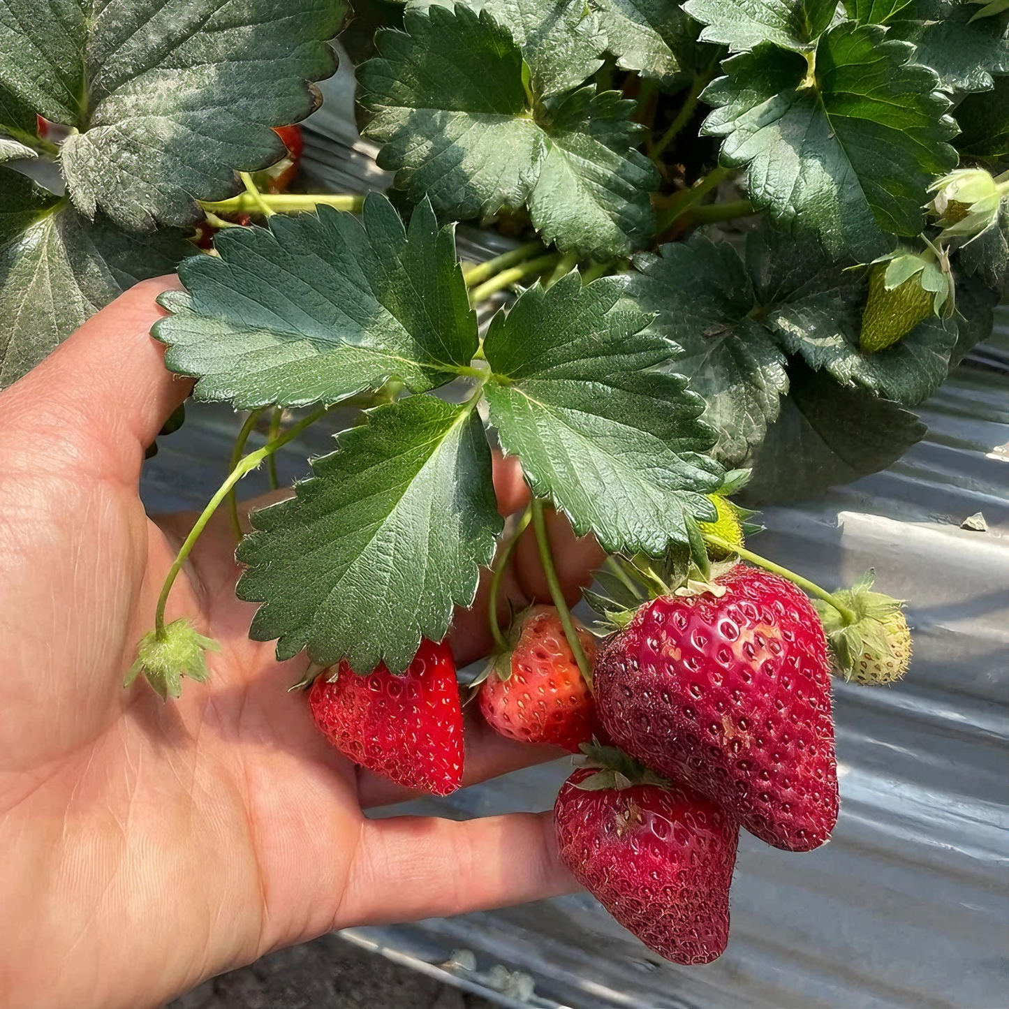 Black strawberry "Shinku no Misuzu" Seeds