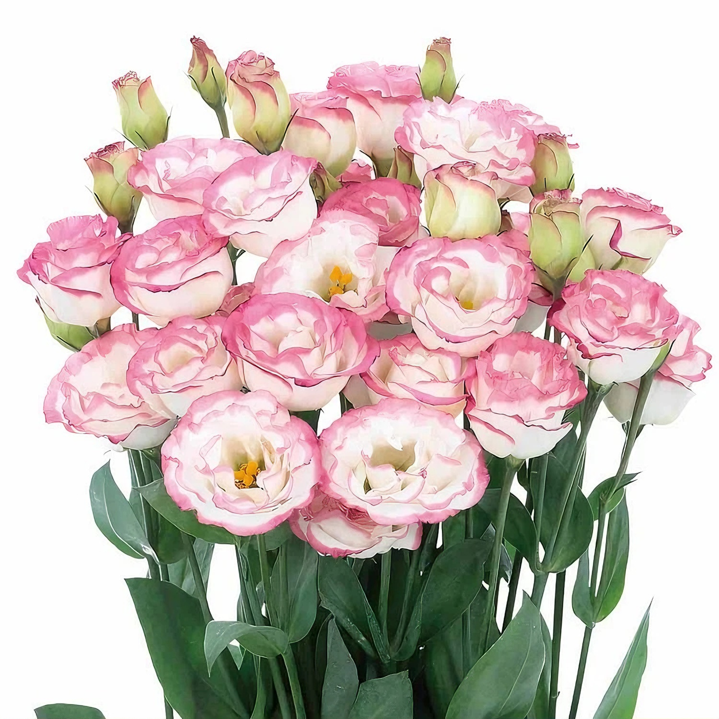 100 Eustoma Flower Seeds