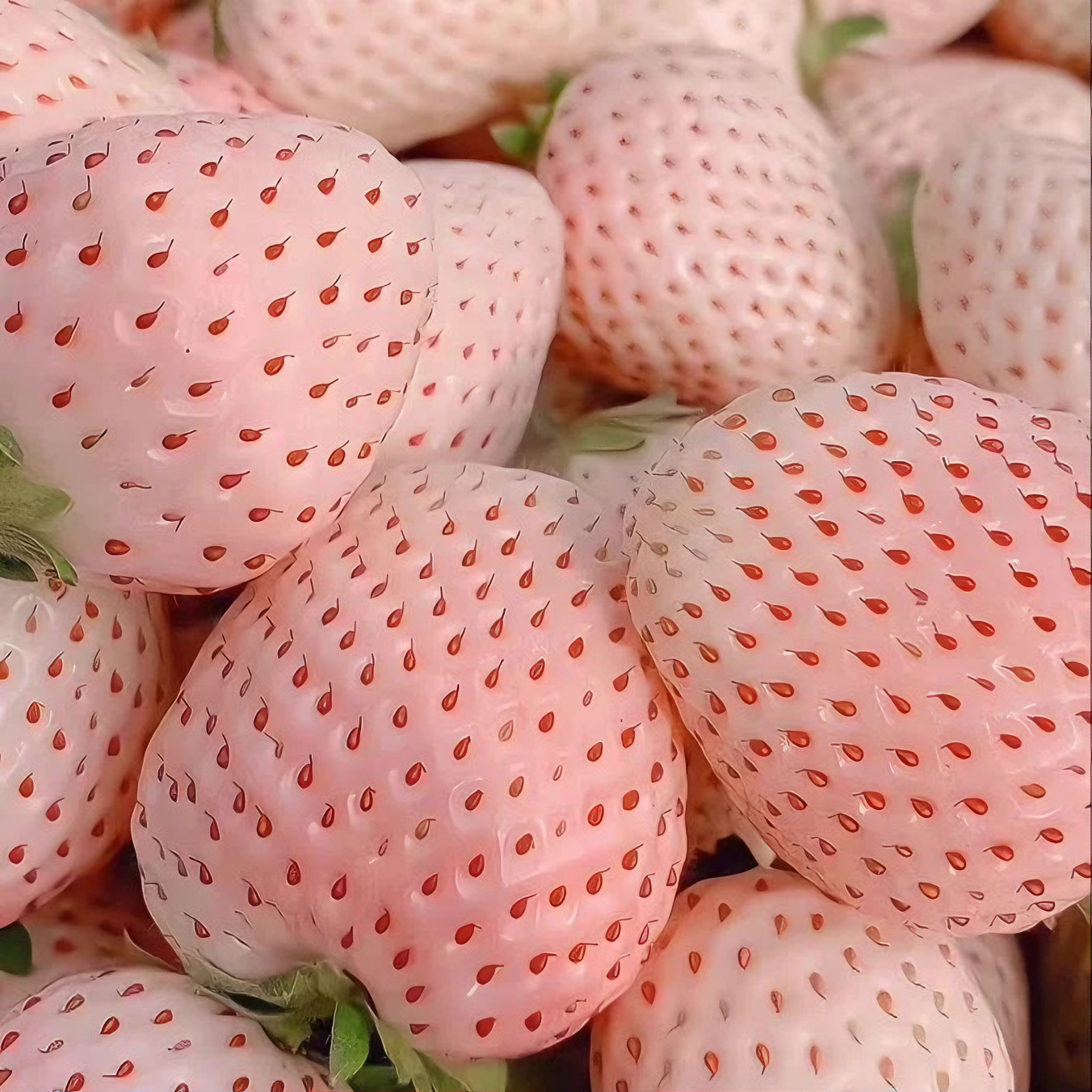 White Strawberry "Dream of shining" Seeds