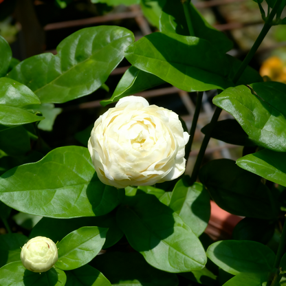 Arabian Jasmine 100 Seeds with Fertilizer