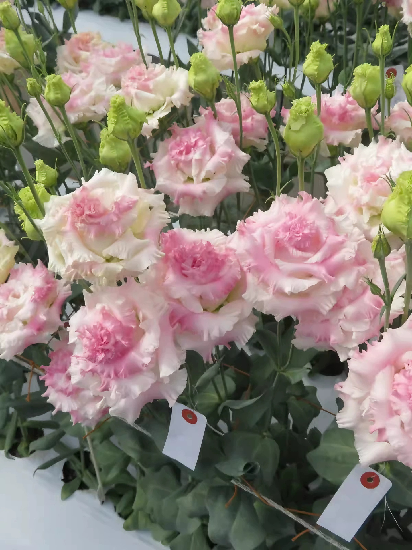 100 Eustoma Flower Seeds