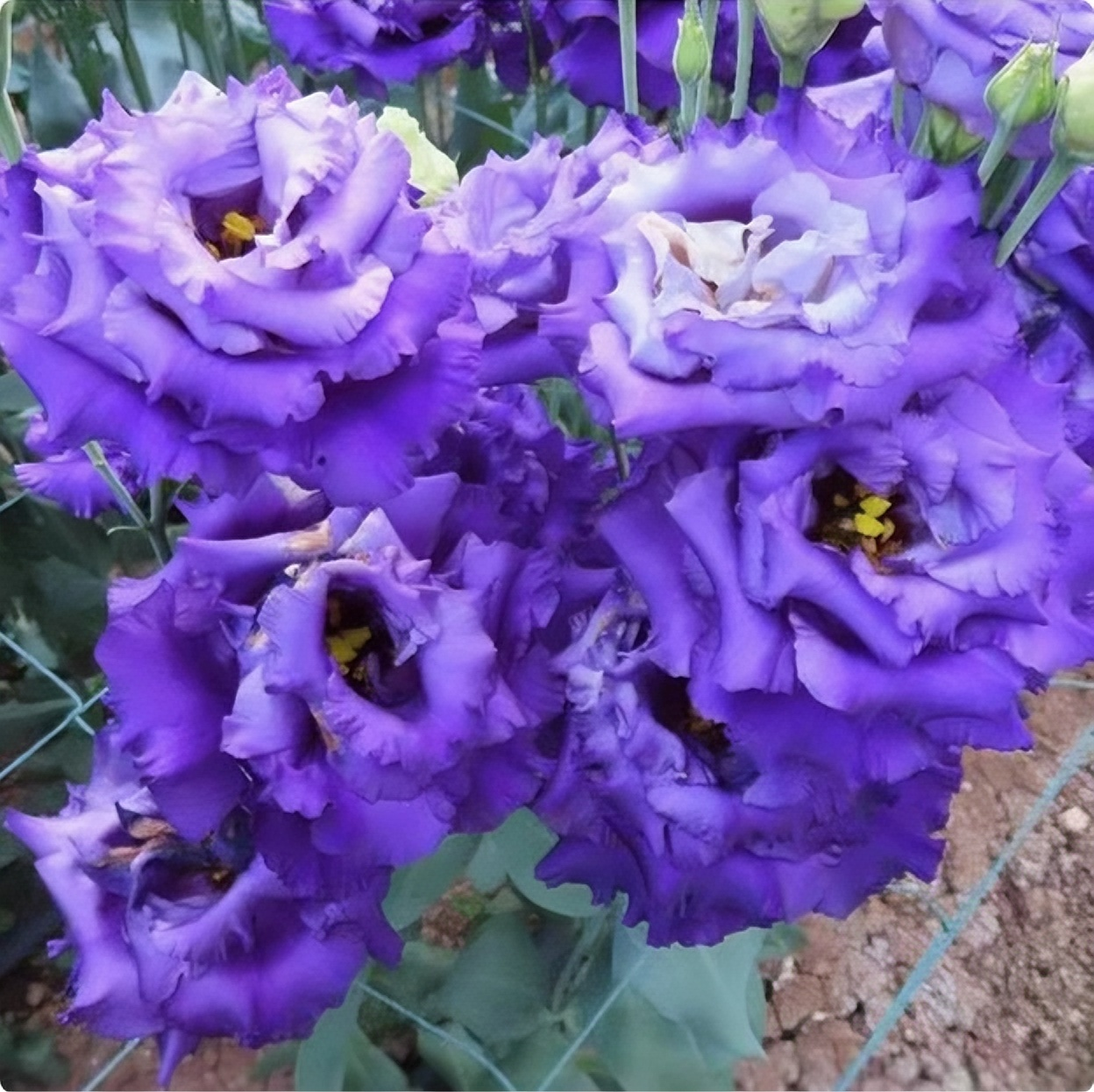 100 Eustoma Flower Seeds