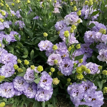 100 Eustoma Flower Seeds