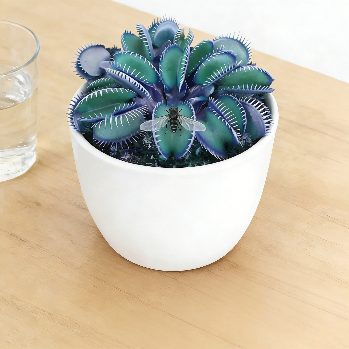 100 Pcs Garden Potted Plant Flytrap Seeds