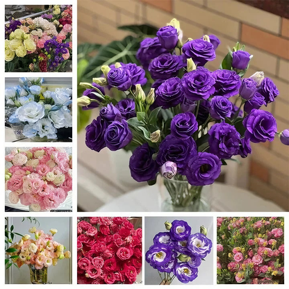 100 Eustoma Flower Seeds