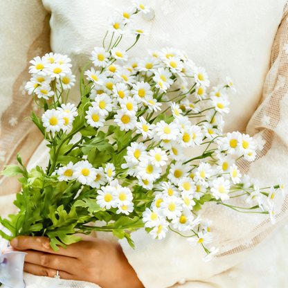 Multicolor Shasta Daisy Flower