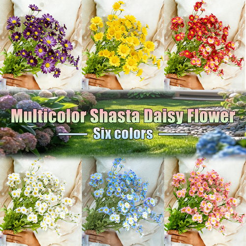 Multicolor Shasta Daisy Flower