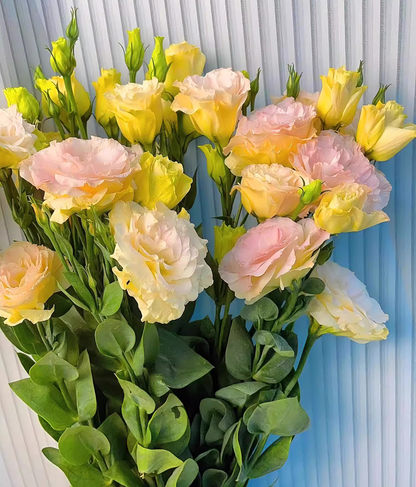 100 Eustoma Flower Seeds