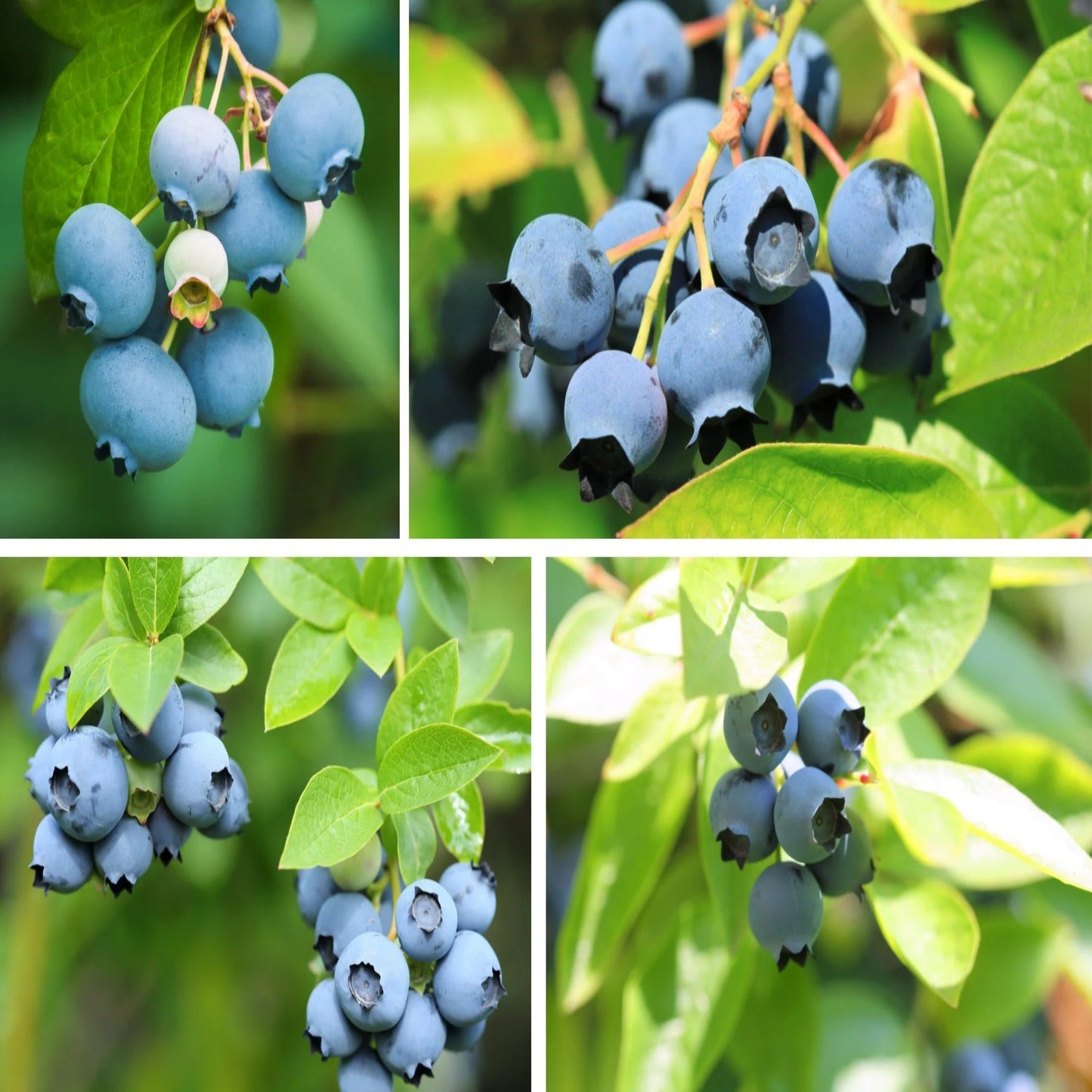 200 Sweet & Hardy Blueberry Bush Seeds