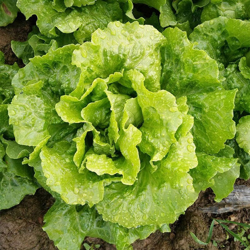 Lettuce seeds
