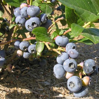 200 Sweet & Hardy Blueberry Bush Seeds