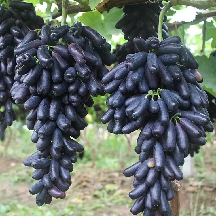 Sweet Sapphire Grapes Seeds