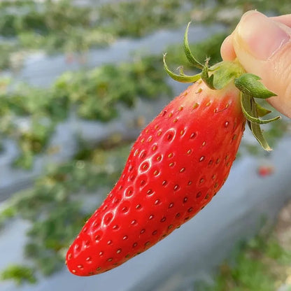 Banana strawberry Seeds