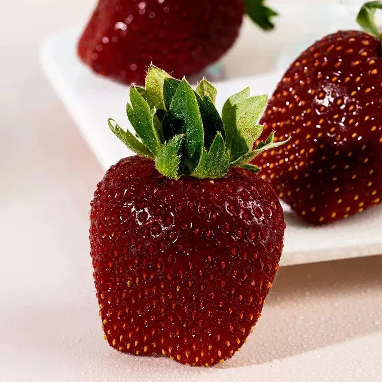 Black strawberry "Shinku no Misuzu" Seeds