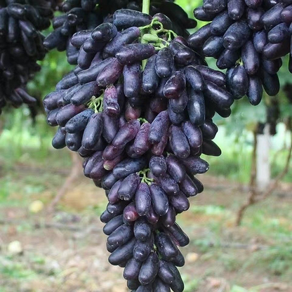 Sweet Sapphire Grapes Seeds