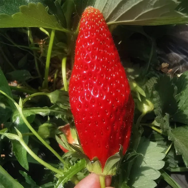 Banana strawberry Seeds