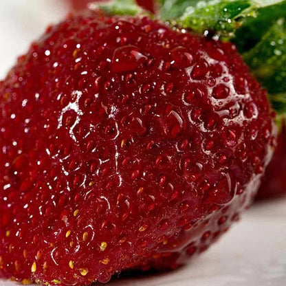 Black strawberry "Shinku no Misuzu" Seeds