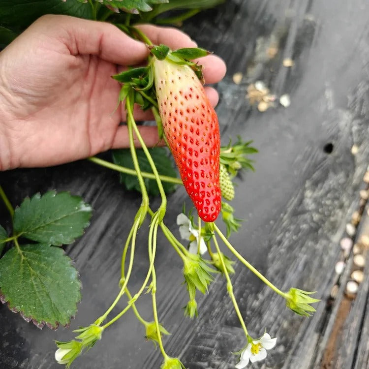 Banana strawberry Seeds