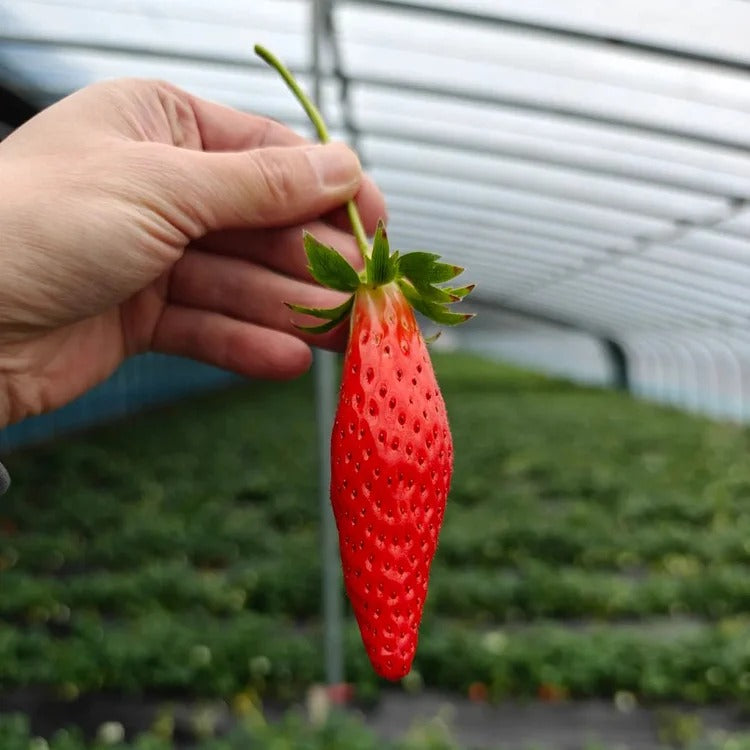 Banana strawberry Seeds