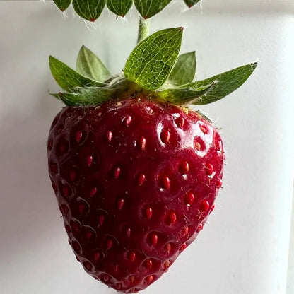 Black strawberry "Shinku no Misuzu" Seeds