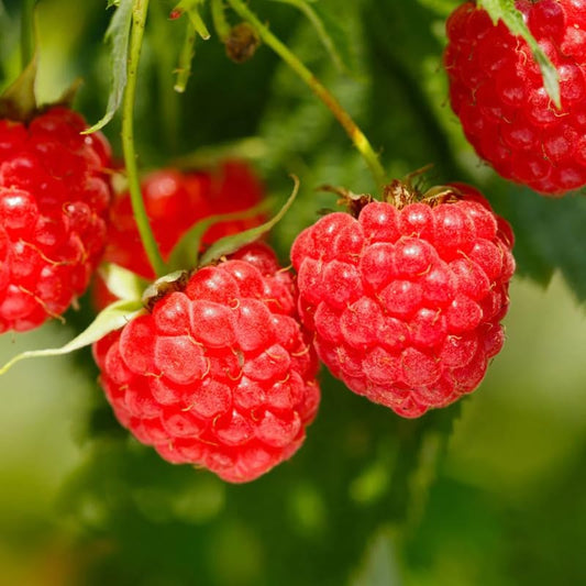 Red Raspberry Seeds