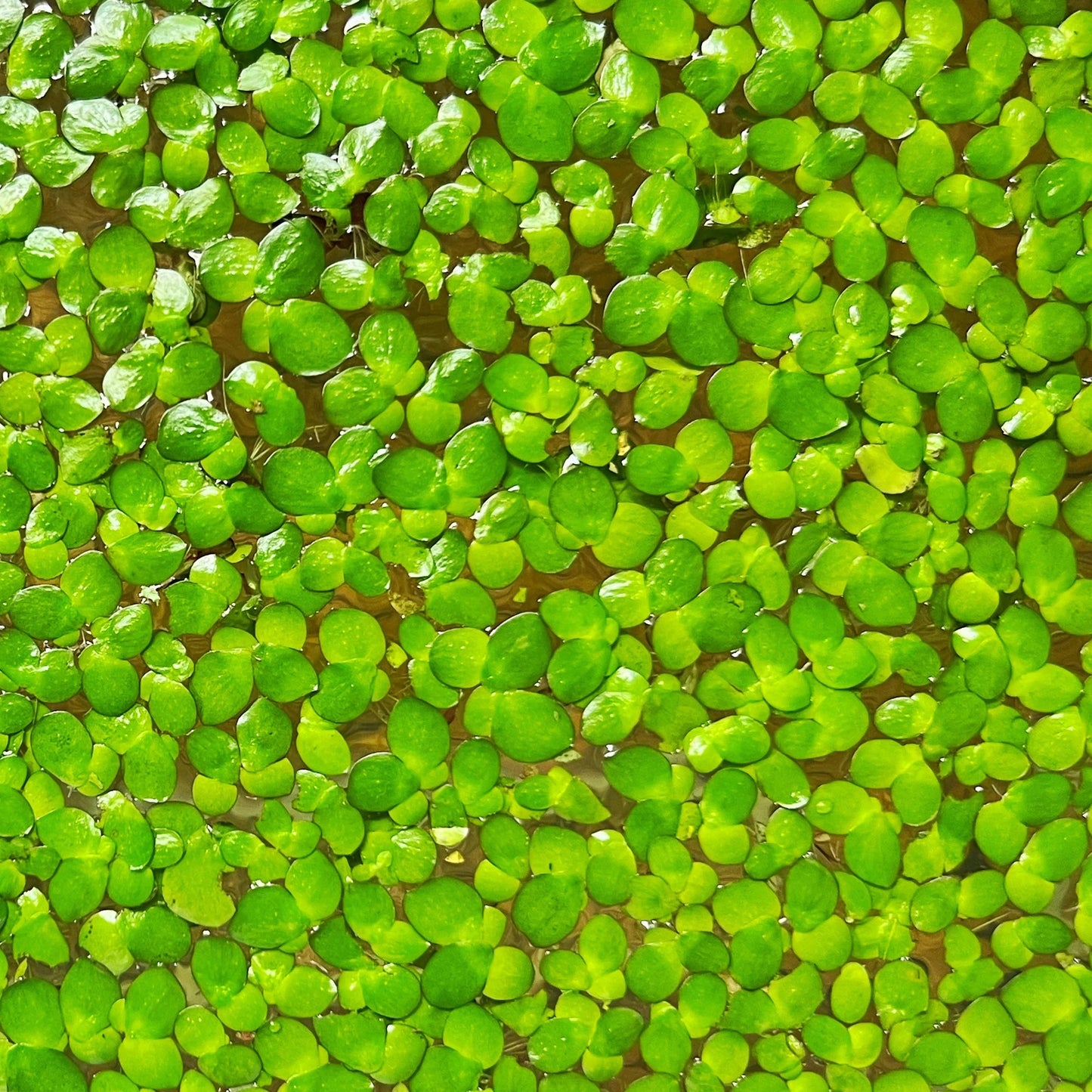 Aquatic plant seeds