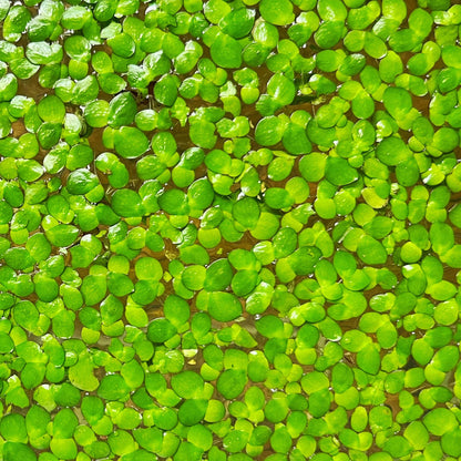 Aquatic plant seeds