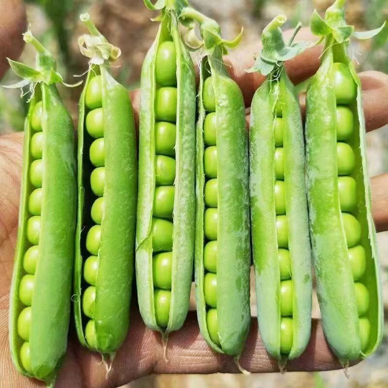 Plump pea seeds