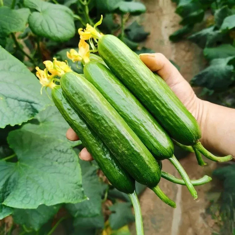 Fruit cucumber seeds