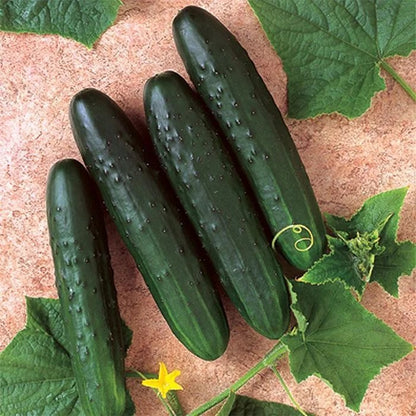 Fruit cucumber seeds