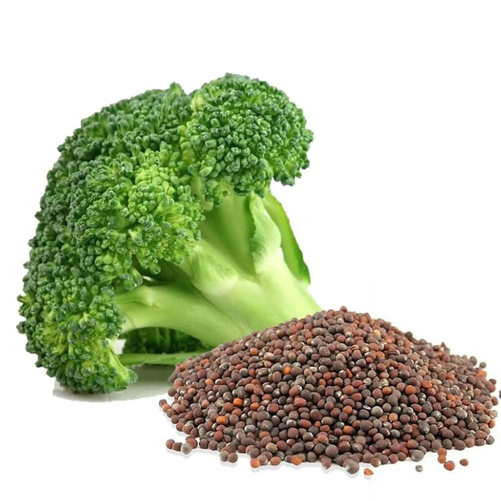 Broccoli seeds