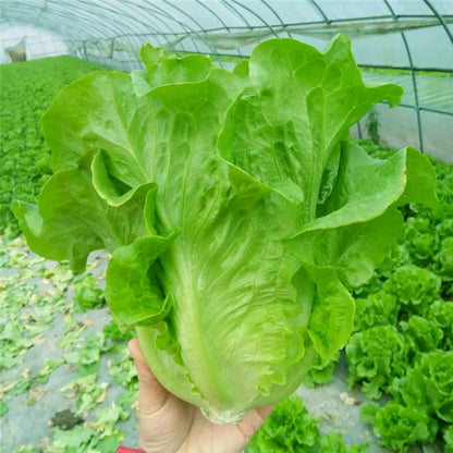 Lettuce seeds