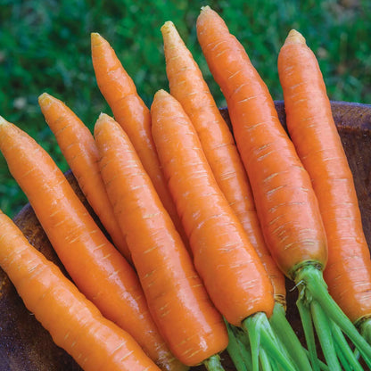 Carrot Seeds