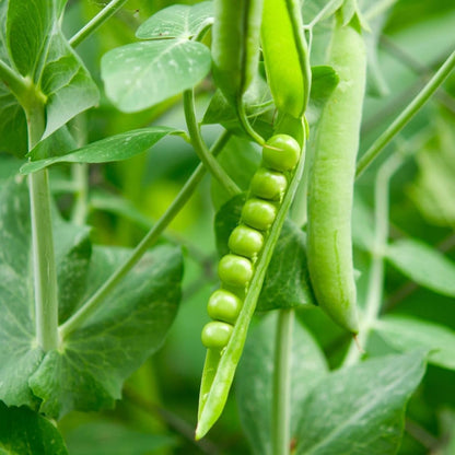 Plump pea seeds