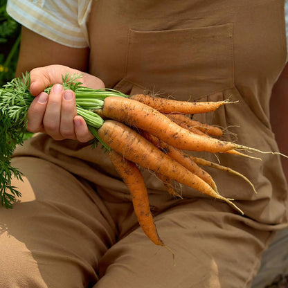 Carrot Seeds