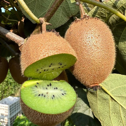 Kiwi Fruit Seeds