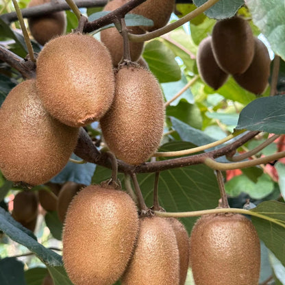 Kiwi Fruit Seeds