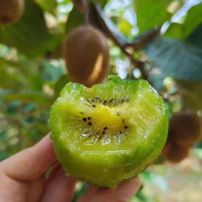 Kiwi Fruit Seeds