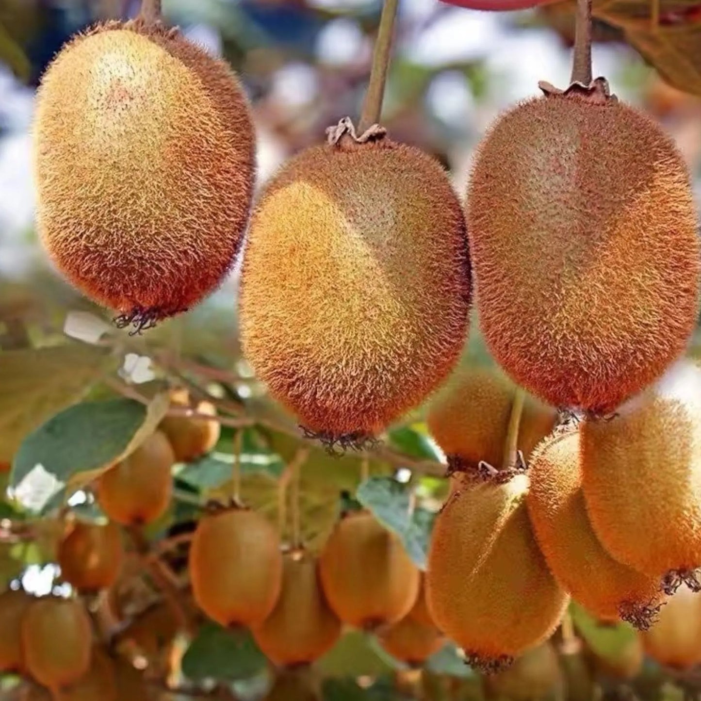 Kiwi Fruit Seeds
