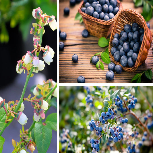 200 Sweet & Hardy Blueberry Bush Seeds