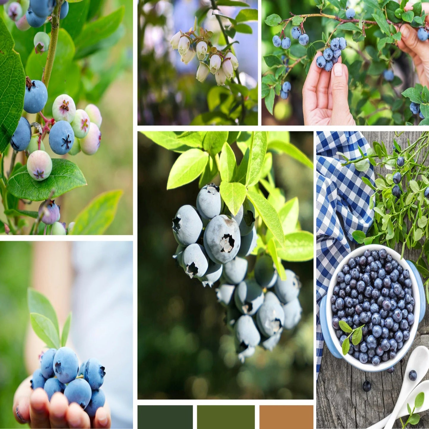 200 Sweet & Hardy Blueberry Bush Seeds