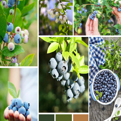 200 Sweet & Hardy Blueberry Bush Seeds