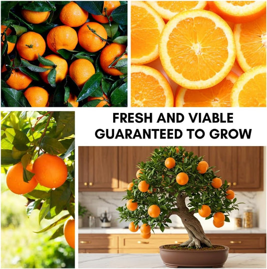 20 Pills Hardy Orange Bonsai Tree Seeds